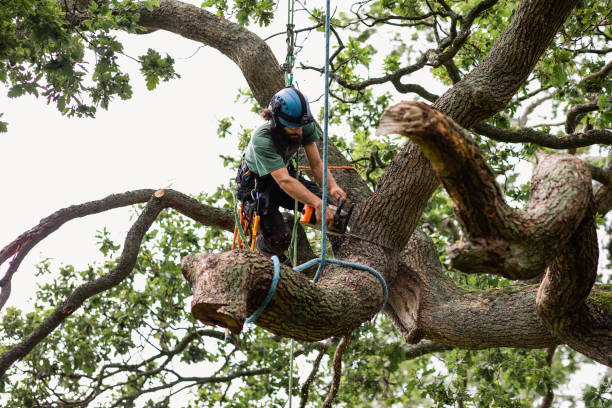 Best Tree Trimming and Pruning  in Interlaken, CA