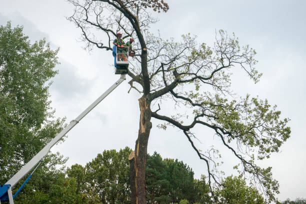 How Our Tree Care Process Works  in  Interlaken, CA